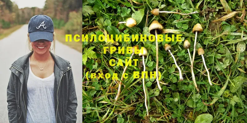 Галлюциногенные грибы MAGIC MUSHROOMS  цена наркотик  Кольчугино 